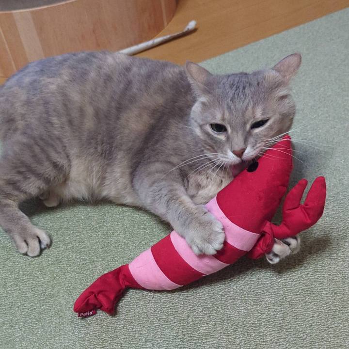 A6d246ee 873e 4cc8 88cb b662f4fa643a 1771544654079