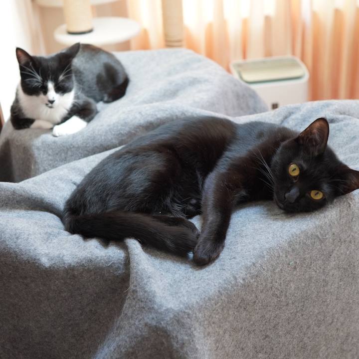 A6d4419b 7ad5 4d9e a23d b117708c6c96 1586354551022