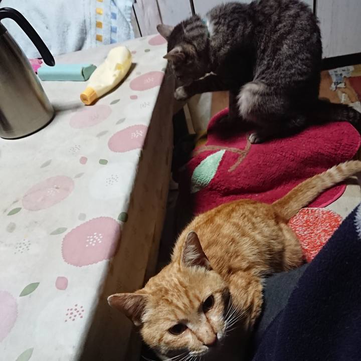 A6d56881 6951 4c36 a313 9ccdc7ea3821 1556224676830