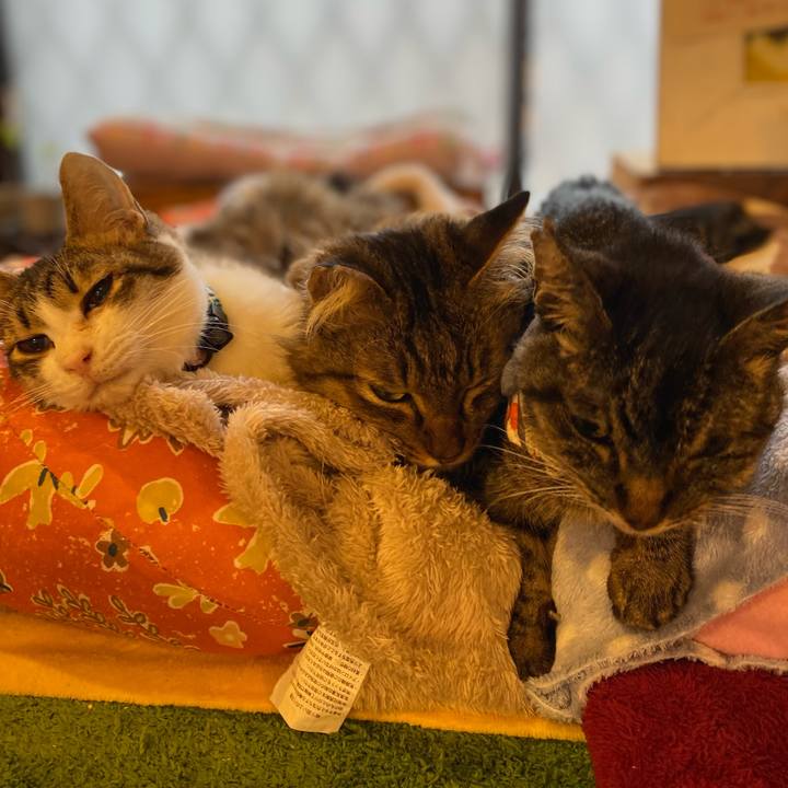 A6d7445f 4cff 40c9 805c 971d9359b0f3 1705564776217