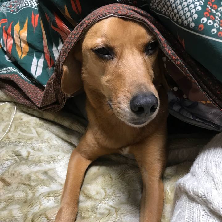 A6d93c2d ad2d 4d34 abc8 5f4cd29b617d 1513260238095