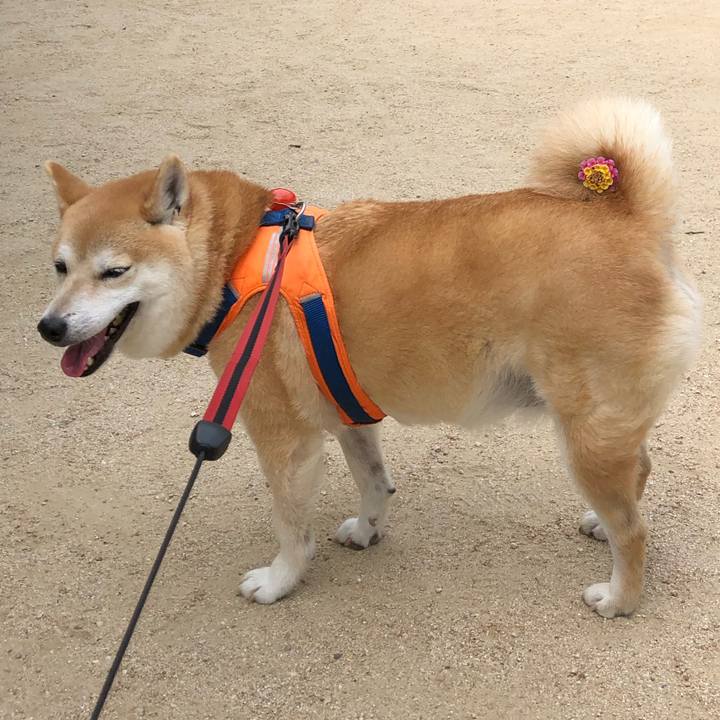 A6dbc24a c0e5 4bcb bdec a0e888fa235e 1561079317840