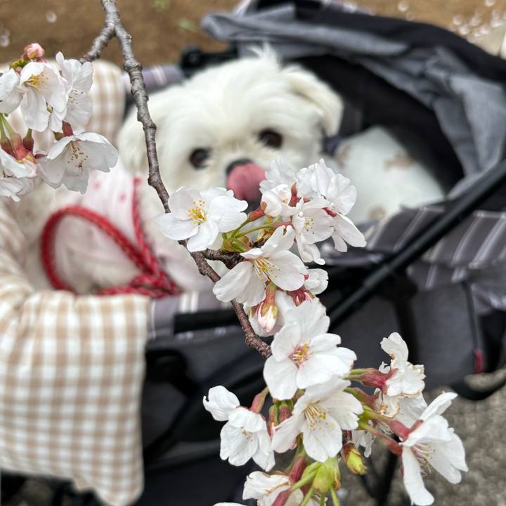 A6dc3890 6803 4a52 8081 1ad943842825 1744078260107