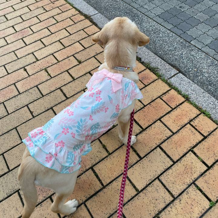 A6dce682 a8d4 4d50 9861 da979dfd3b6d 1619681162460