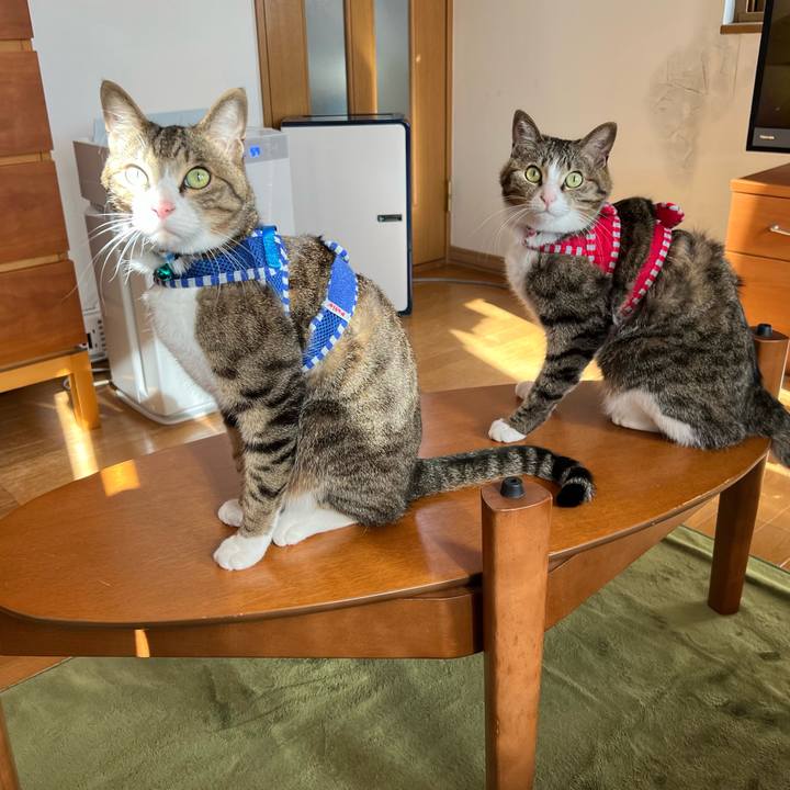 A6dd3811 62bb 492a a427 9eb89575fc31 1775388785586