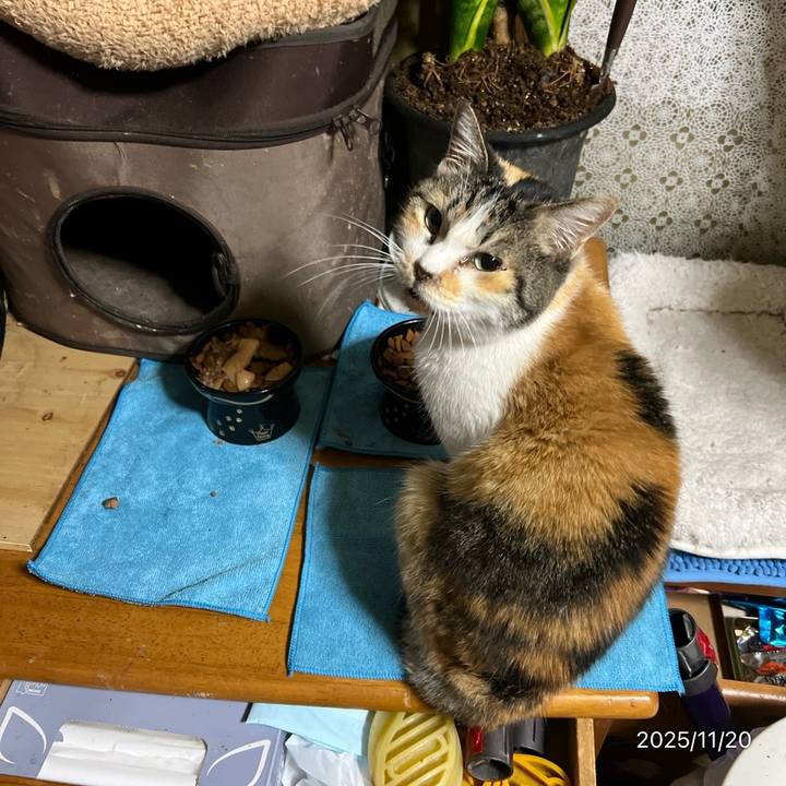 A6ddb22e 6111 4473 8386 a05376fc33f6 1763589871863