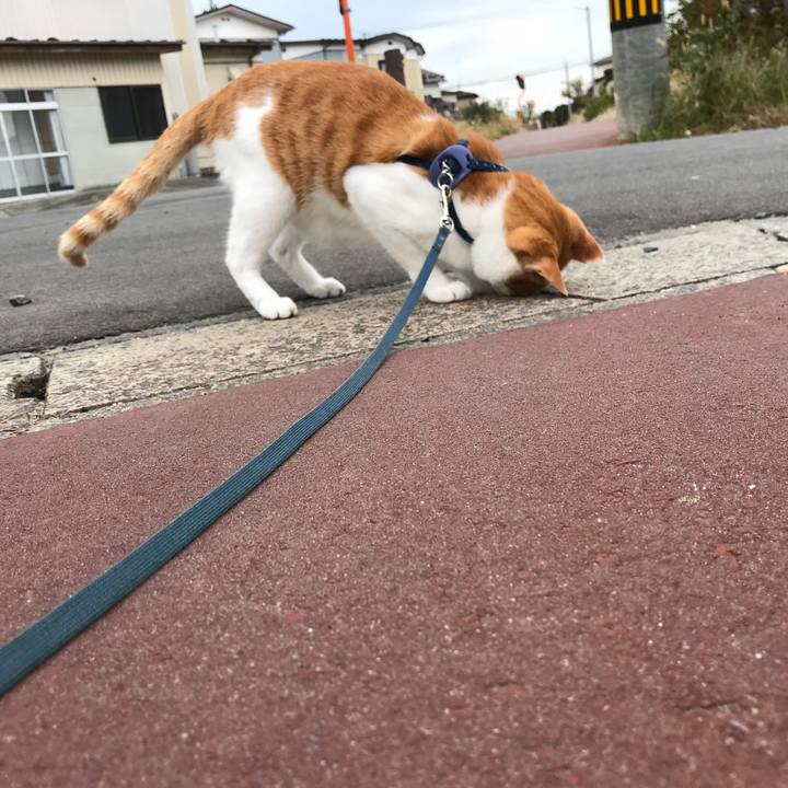 A6e0cc2c 5ba2 4023 918c 9f78f656269d 1509762349945