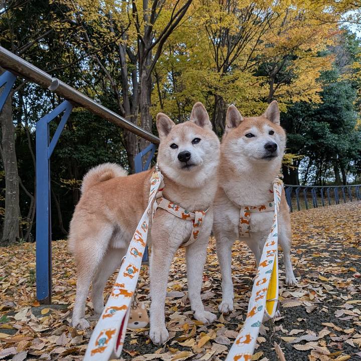 A6e1c703 2cd7 4a69 9f3f 30c74994b948 1763864266732