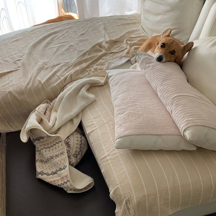 A6e2bade 4396 4aac b524 36aca1566299 1587867237165