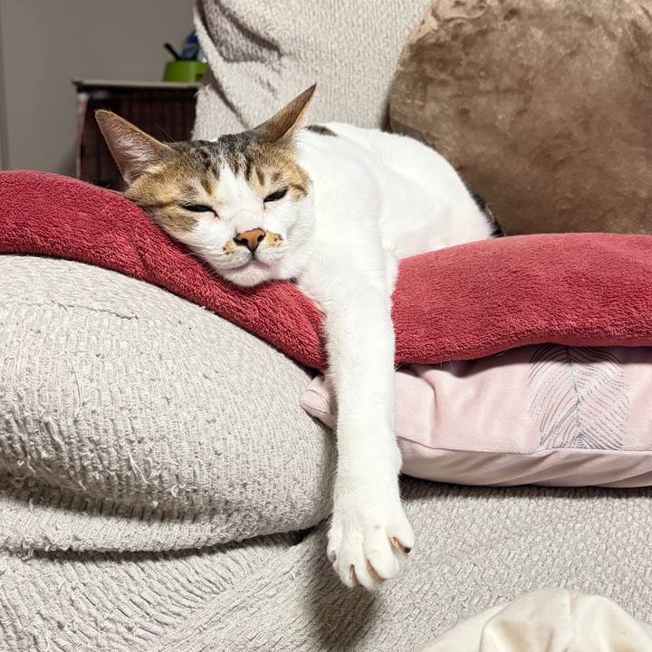 A6e37aa0 56bc 43be bc3f a8628171f68e 1765764088181