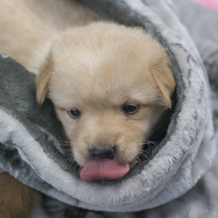 A6e39805 c967 4bb8 89bd 63c50bd1efbc 1543746965979