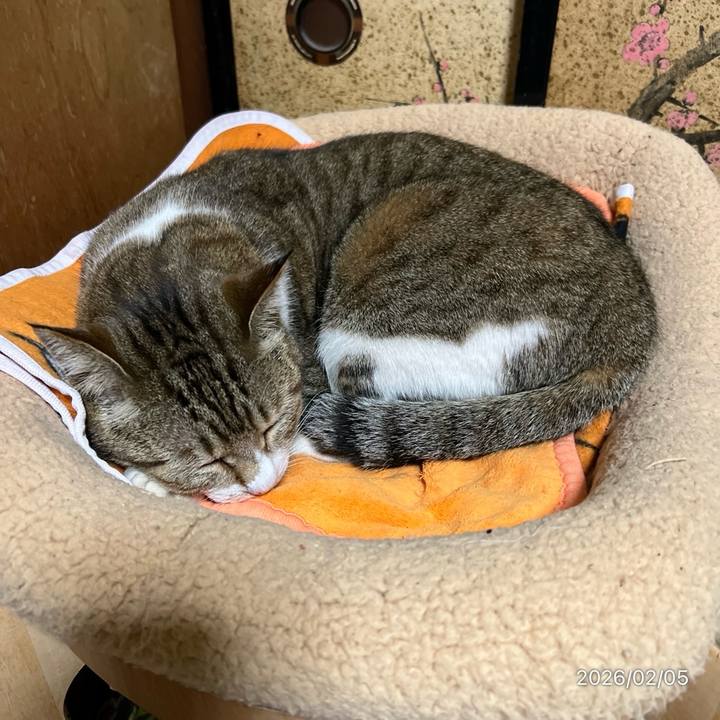 A6e4f352 48cf 4a90 90f2 d491a80fe8ed 1770242587808