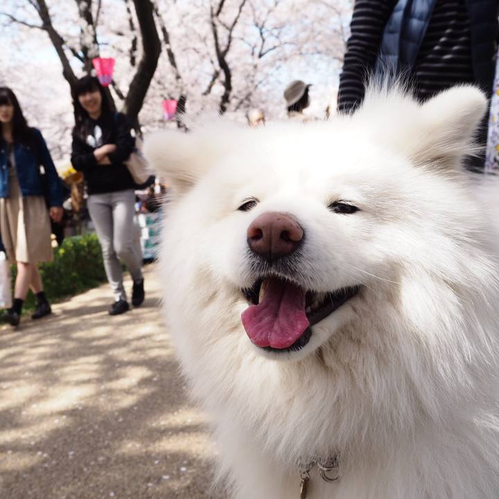 A6e644a9 8e70 4a3a 9d3a a6d248a5b9ac 1522484443851