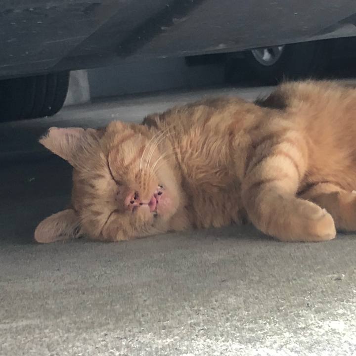 A6e9ec32 3cca 4adc 9249 64a6aad52a69 1599976195981