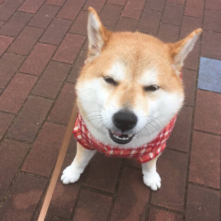 A6ecb2d6 c188 4a90 8069 56f79d026fff 1544933945396