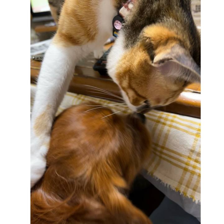 A6ee6c2e 08d2 4a01 bd35 da8be4f99cff 1682682580701