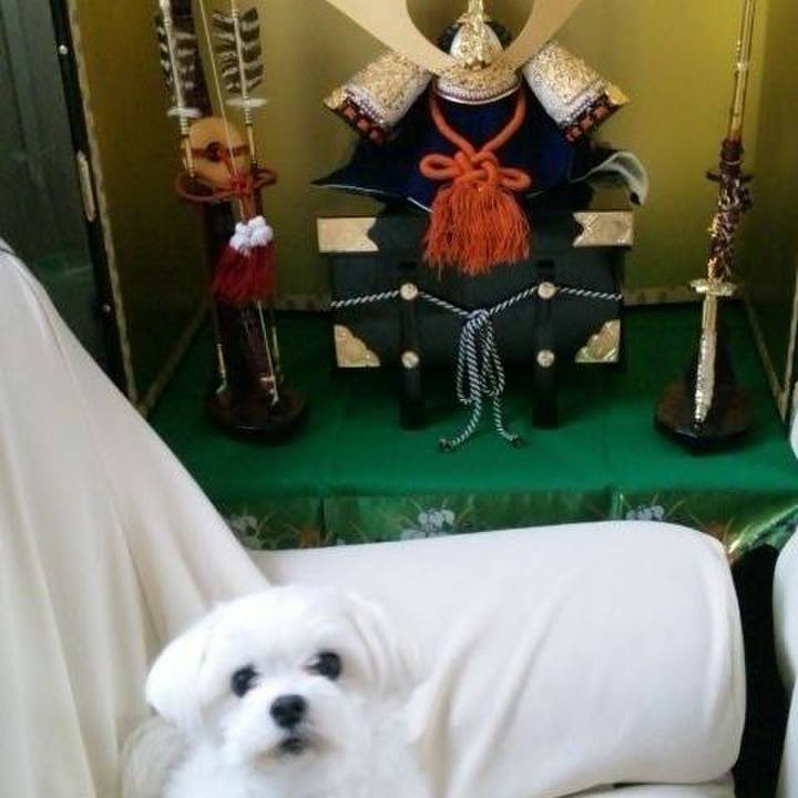 A6f1475b 1689 4598 98ae eed7e77411db 1557017884521