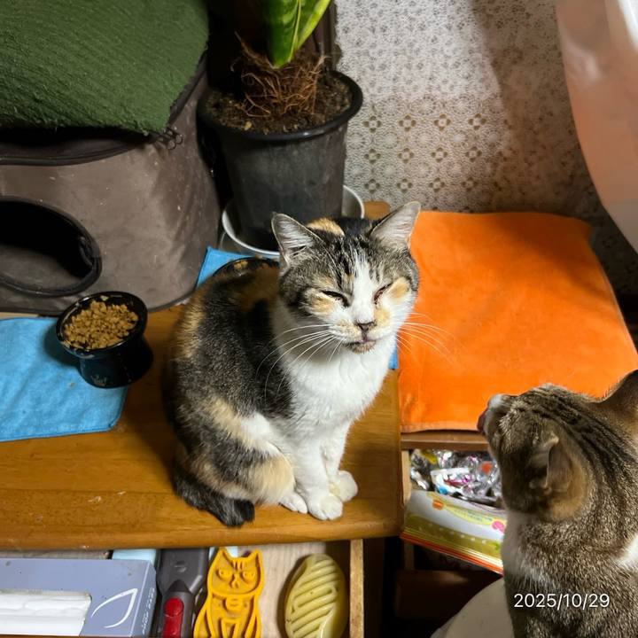 A6f3d076 45a4 4844 b343 f10eee6d0422 1761689718057