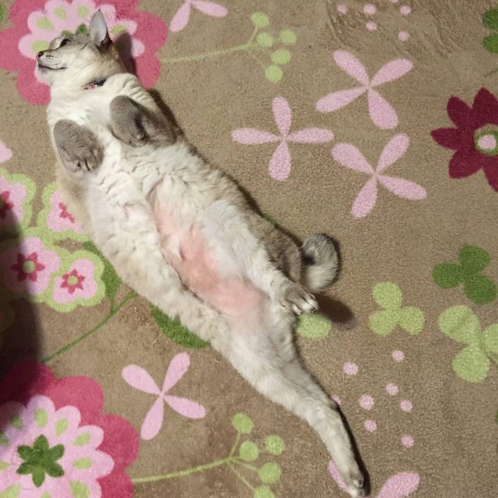 A6f67c54 0ad1 40f1 b4af c354c1c77d72 1515322518114