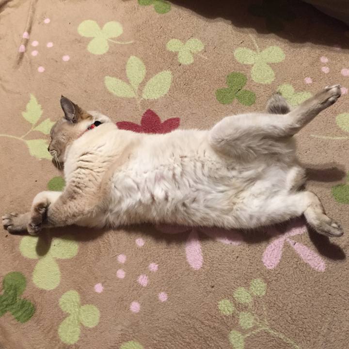 A6f70d54 ac21 46fa ba1b c628c87dab0a 1577534640936