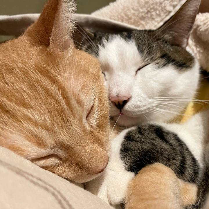 A6f7ae28 34b5 4e03 864c 5b36dd10b0f9 1774613088410