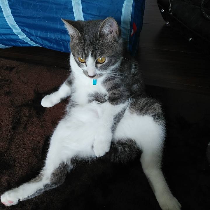 A6f88ecd e9a3 466e a063 9b58d7491256 1575598782096