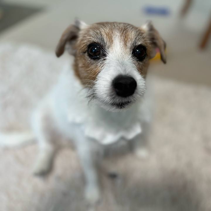 A6f8b448 3f9f 4820 9a83 472df6d3a9e4 1762047936357