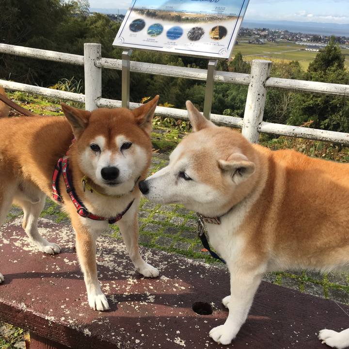 A6fa66f3 d10d 44e1 946b 08d3f009a4d3 1510917384083