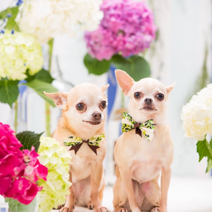 A6fc7145 30cd 44e2 9298 ec0c6d0cb7c5 1529753253890