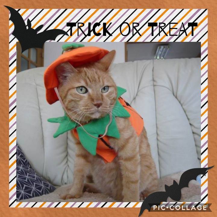 A6fe70d9 b04a 4486 aa3b fa6d375ce011 1604044031759