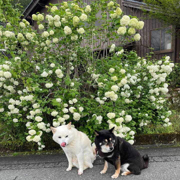 A6fef5d9 44bd 42f2 93cc 00737f61c1bf 1684597398290