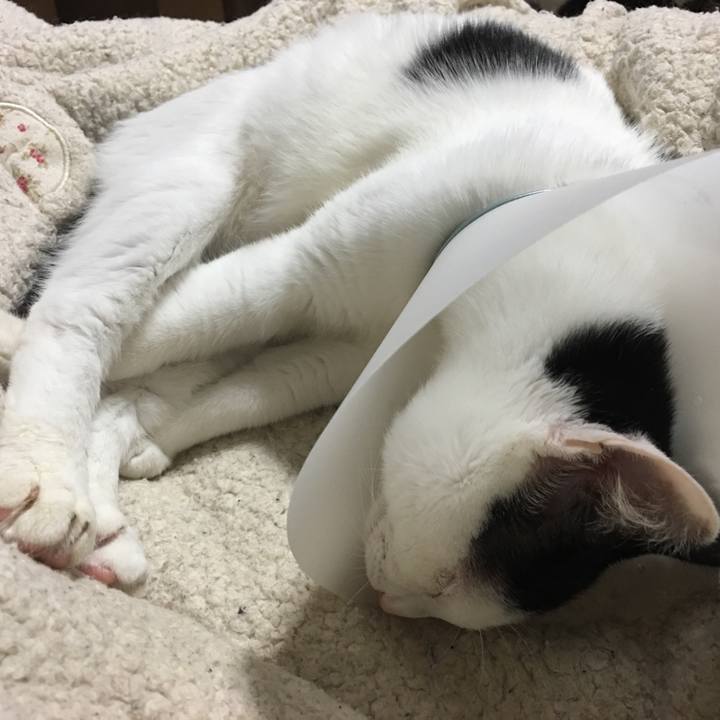 A70125c2 51c8 4f7d b2e3 d5ab289d2de7 1539364156776