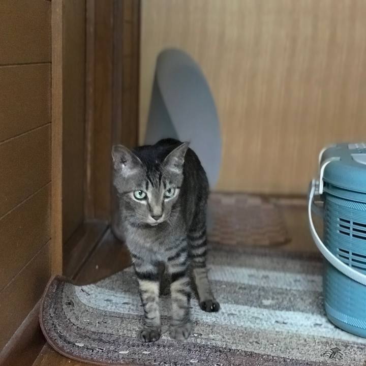 A7028dc4 6af7 426a aece 5287d3aaf6ff 1526780164843