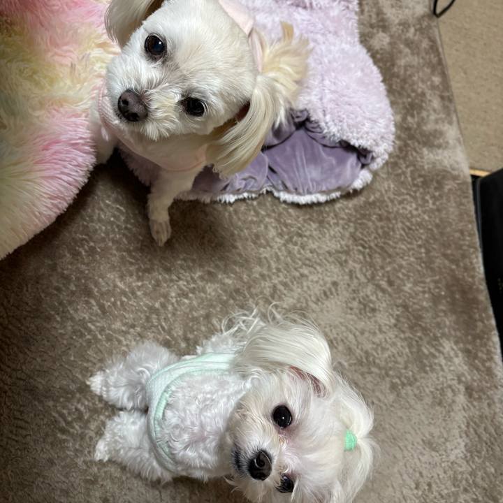 A702a18f 02bb 447b b12a 7dc7c02093a4 1770453482350