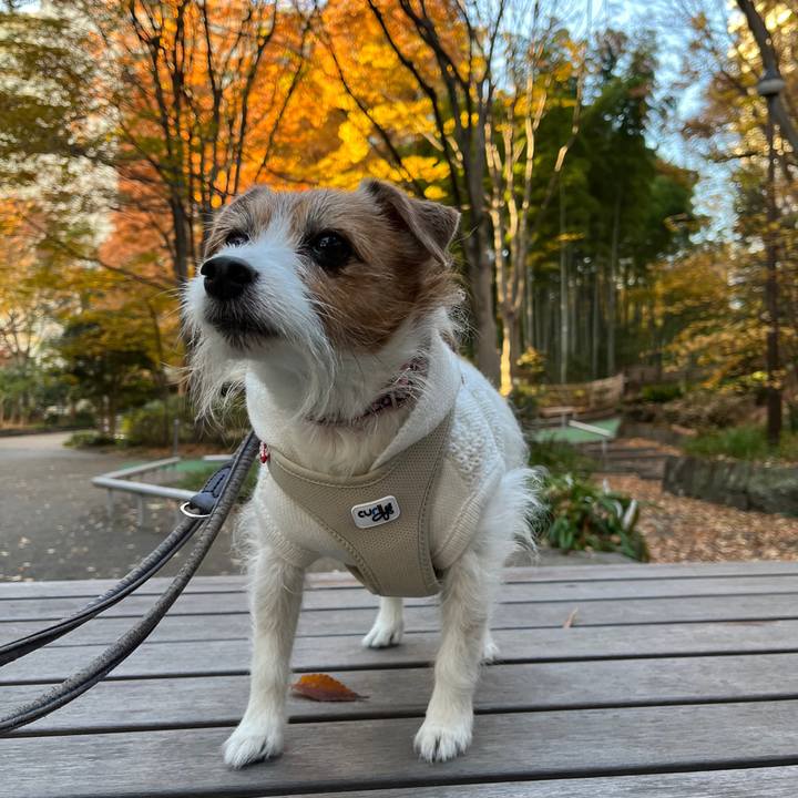 A70318c1 37bb 44b5 99f0 0aba9c54fd17 1730952172589