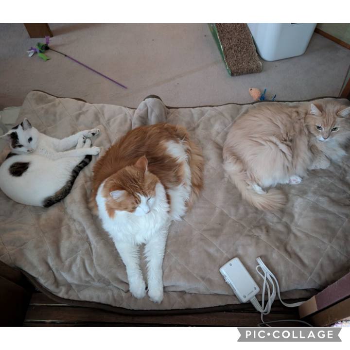 A706ee15 1f4b 4fae 8a0b 8728ef0a5e0a 1769423176910