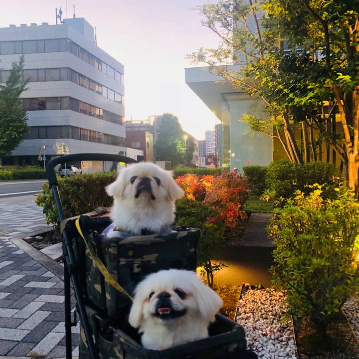 A708b5e7 805c 4891 ac98 83a780e4ada1 1597611714456