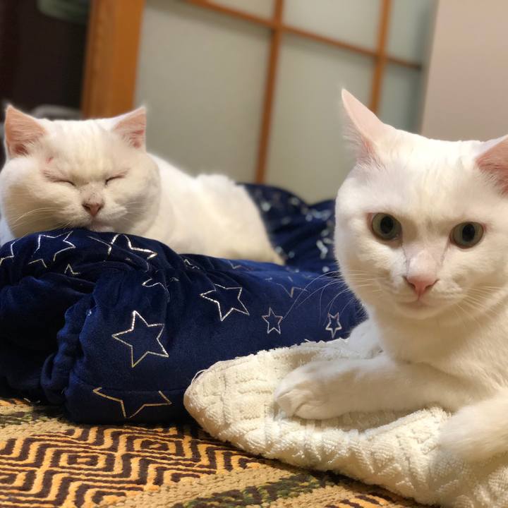 A7090835 b272 4d9d a101 e168d5465b28 1542199153028