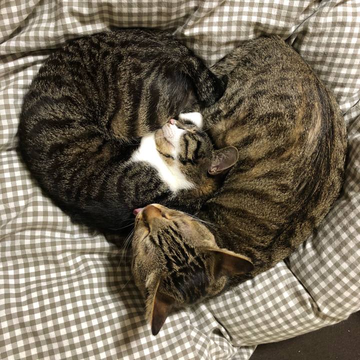 A70ab5ad dfe8 48a9 a4e3 2fc62a32f956 1522083504335