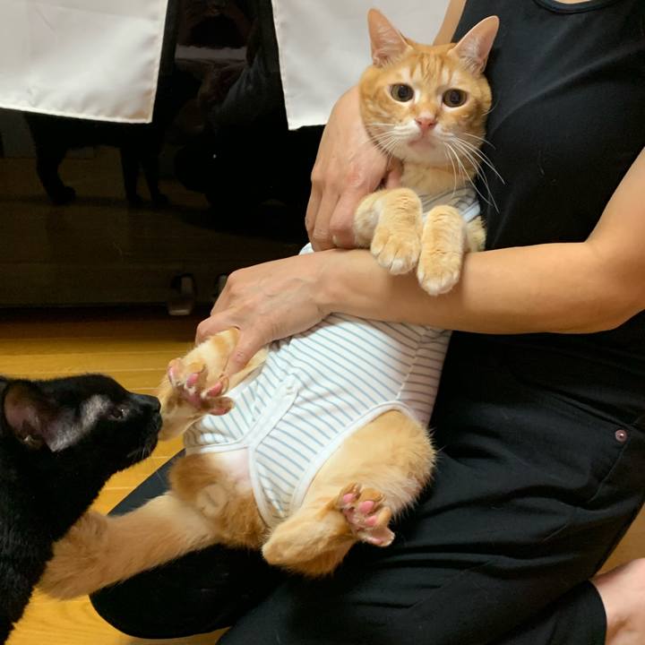 A70d51e8 4fda 48d1 98e1 8f08e83d55c2 1569413449704