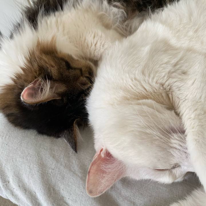 A70d8b7b 0a14 40dd 9ccc fbb1fa683fc1 1671402291735