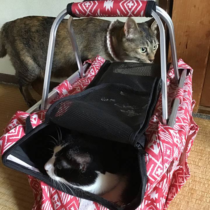 A7119a78 3d19 470c aee9 c5593f6162cf 1660451909834