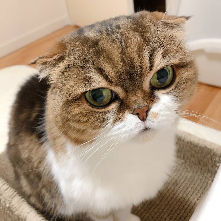 A712af0a dfcf 4a29 bfe0 957440e1ed9e 1597660714803