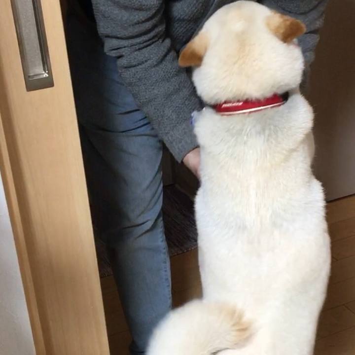 A713a114 376c 4210 9abc 47a84b325a15 1553739438714