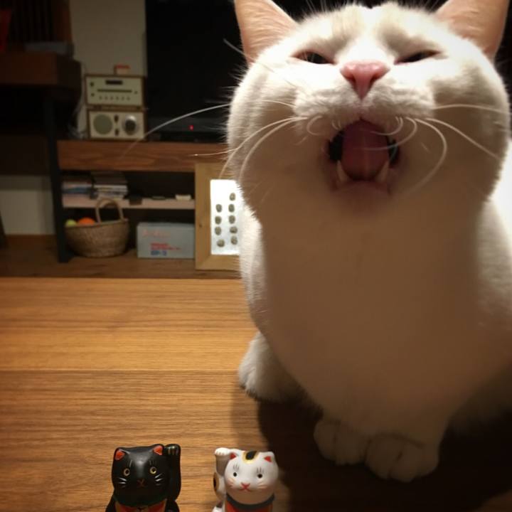 A7147ea2 2829 4dc1 83a1 29ca3aad9ba8 1546440062529