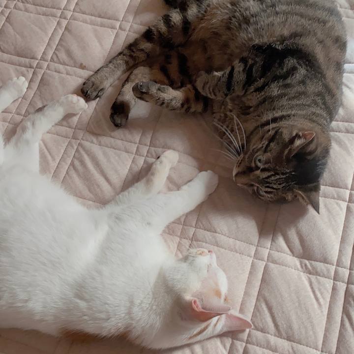 A71a5ce6 a9a8 4dd8 a45a b9c48b9892dc 1598150134774