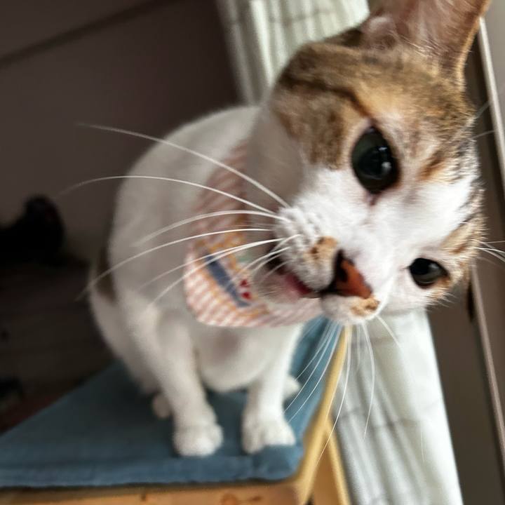 A71b4066 f8c5 4a14 ba32 4f7ae0e088a0 1759983437543