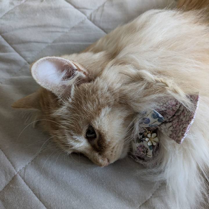 A71ce8a8 f59a 4cad a45f c4ec2461cbf6 1751764050726