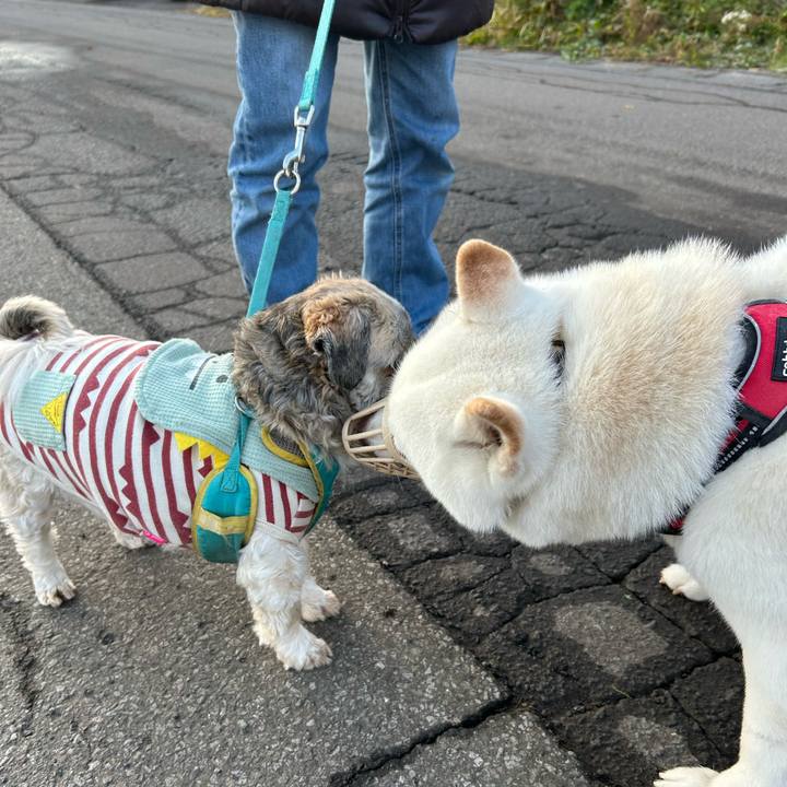 A71d72ea f59b 431a 8454 0ddabd1034f6 1761787502277