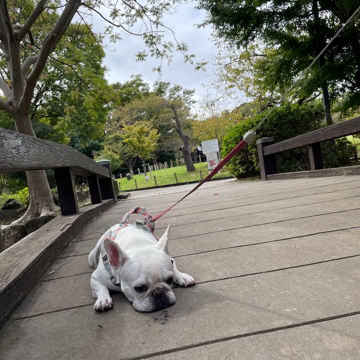 A71de293 c3f4 4f2f a267 7625cc853eaf 1760237653577